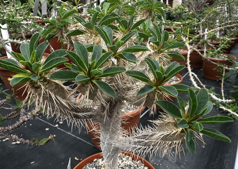 ユーフォルビア・ギラウミニアナ（Euphorbia guillauminiana）