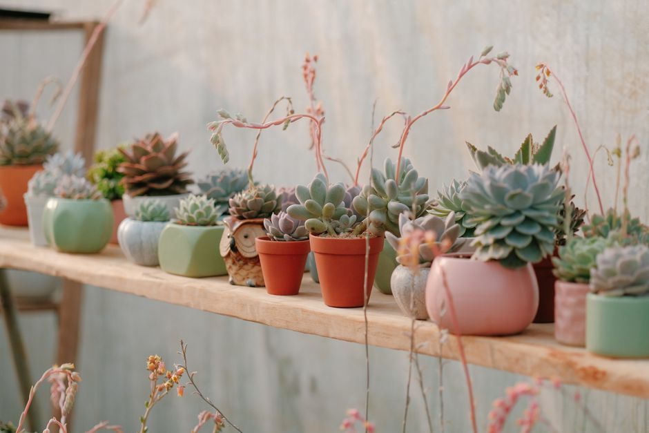 鉢に植えられた多肉植物のコレクション