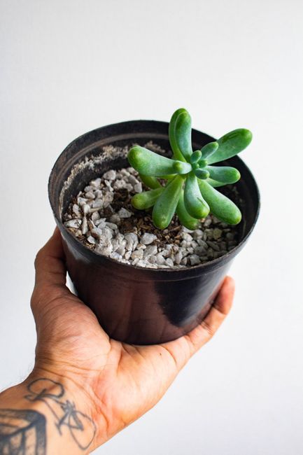 締まった姿の健康な多肉植物