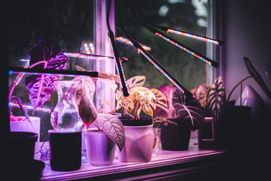 LED育成ライトの下に置かれた鉢植え植物