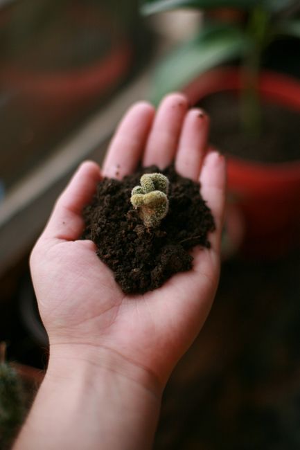 手のひらにのせた多肉植物の小さな実生