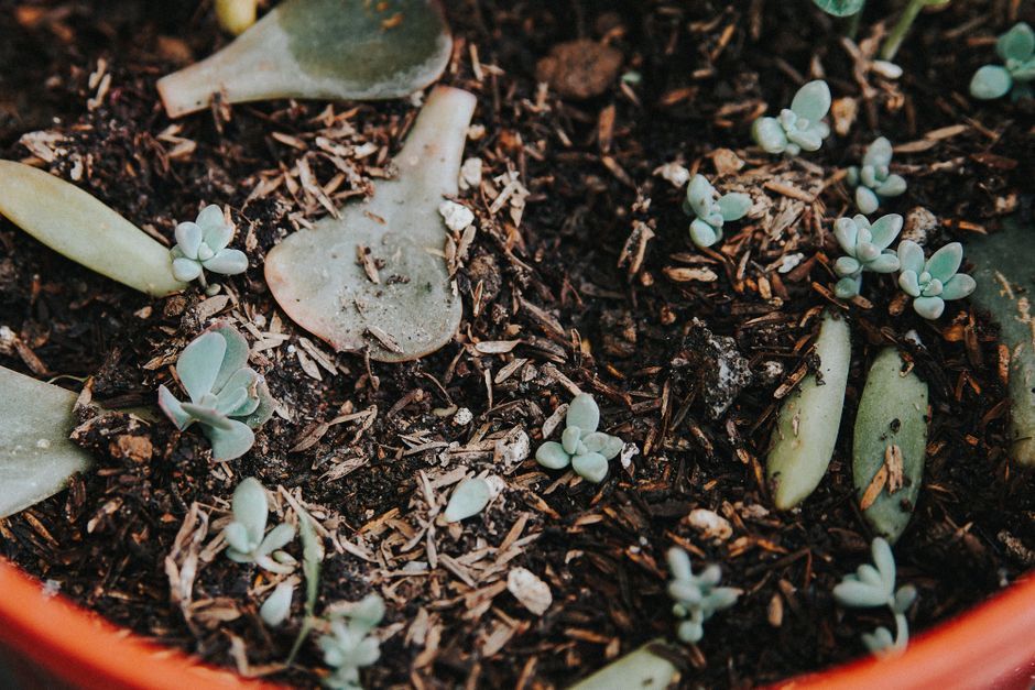 土に植えられた多肉植物の小さな苗