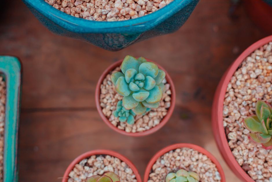 水はけのよい用土で育つ鉢植えの多肉植物
