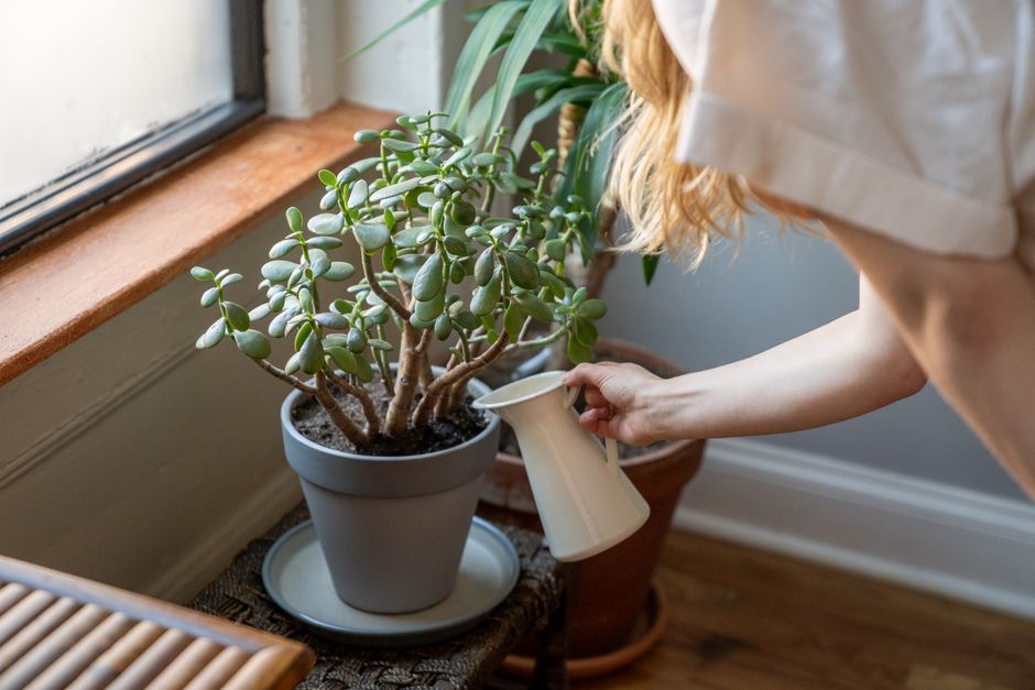 鉢植えの多肉植物に水やりをする様子