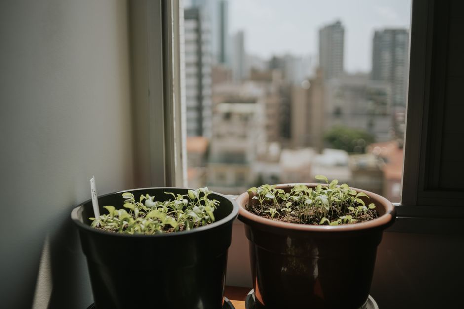 窓辺に並ぶ鉢植えの多肉植物