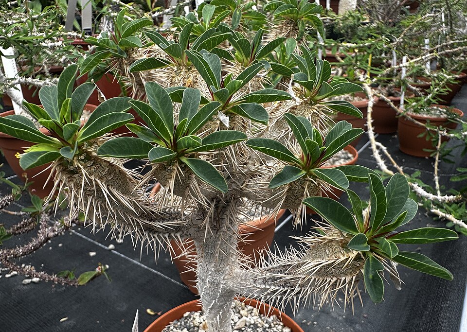 Euphorbia guillauminiana（ギラウミニアナ）（ギラウミニアナ）の株姿。幹、葉、全体の形が分かる写真