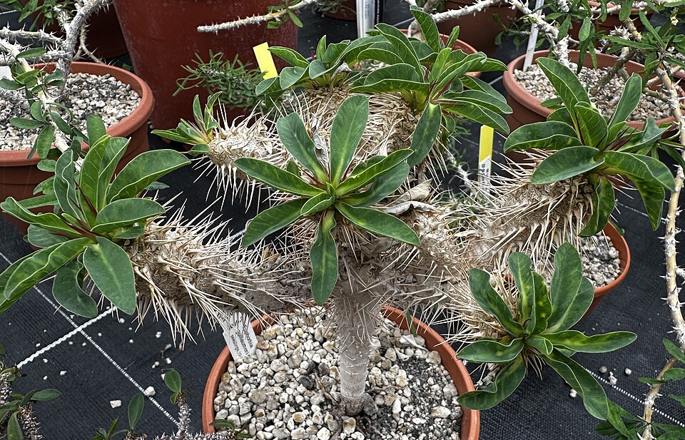 Euphorbia guillauminiana（ギラウミニアナ）（ギラウミニアナ）の株姿。幹、葉、全体の形が分かる写真
