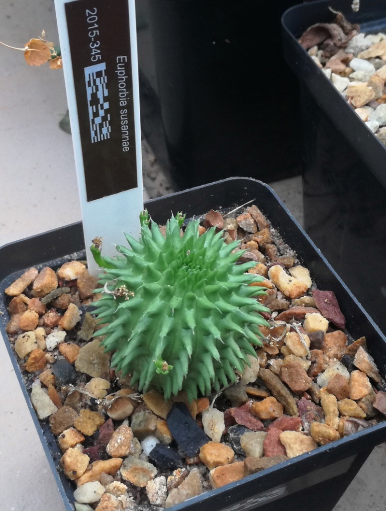 瑠璃晃