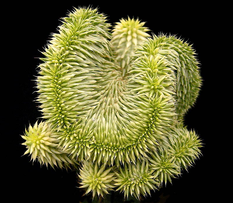 Euphorbia susannae（瑠璃晃）（瑠璃晃 / スザンナエ）の株姿。幹、葉、全体の形が分かる写真