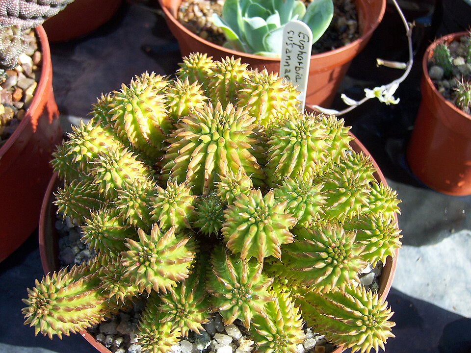 Euphorbia susannae（瑠璃晃）（瑠璃晃 / スザンナエ）の株姿。幹、葉、全体の形が分かる写真
