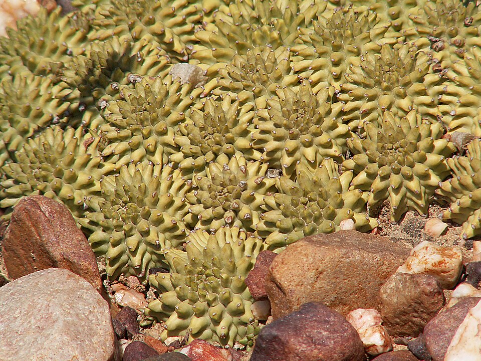 Euphorbia susannae（瑠璃晃）（瑠璃晃 / スザンナエ）の株姿。幹、葉、全体の形が分かる写真