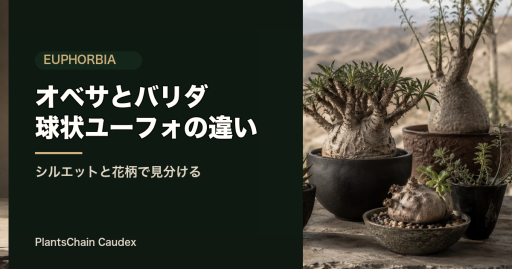 ユーフォルビア・オベサとバリダの違い記事のアイキャッチ画像