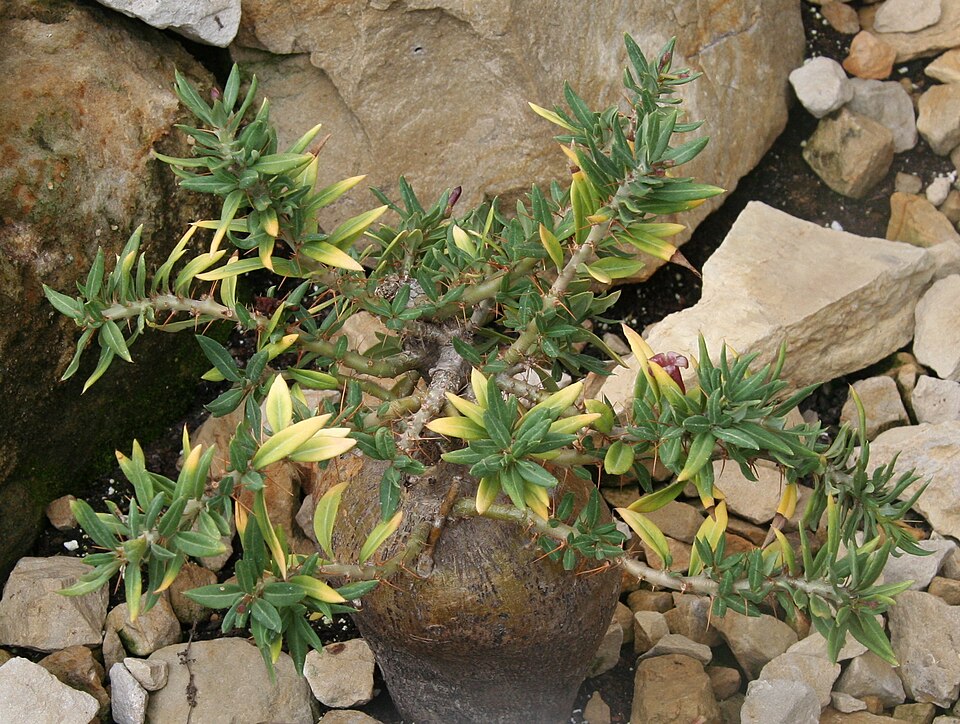 Pachypodium bispinosum（ビスピノーサム）（ビスピノーサム）の株姿。幹、葉、全体の形が分かる写真