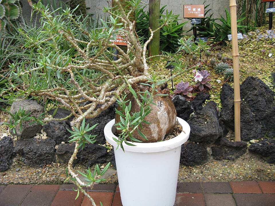 Pachypodium bispinosum（ビスピノーサム）（ビスピノーサム）の株姿。幹、葉、全体の形が分かる写真