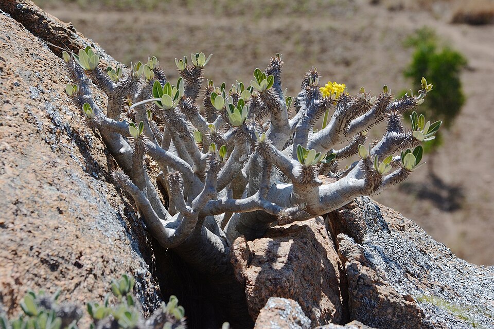 Pachypodium densiflorum（デンシフローラム）（デンシフローラム）の株姿。幹、葉、全体の形が分かる写真