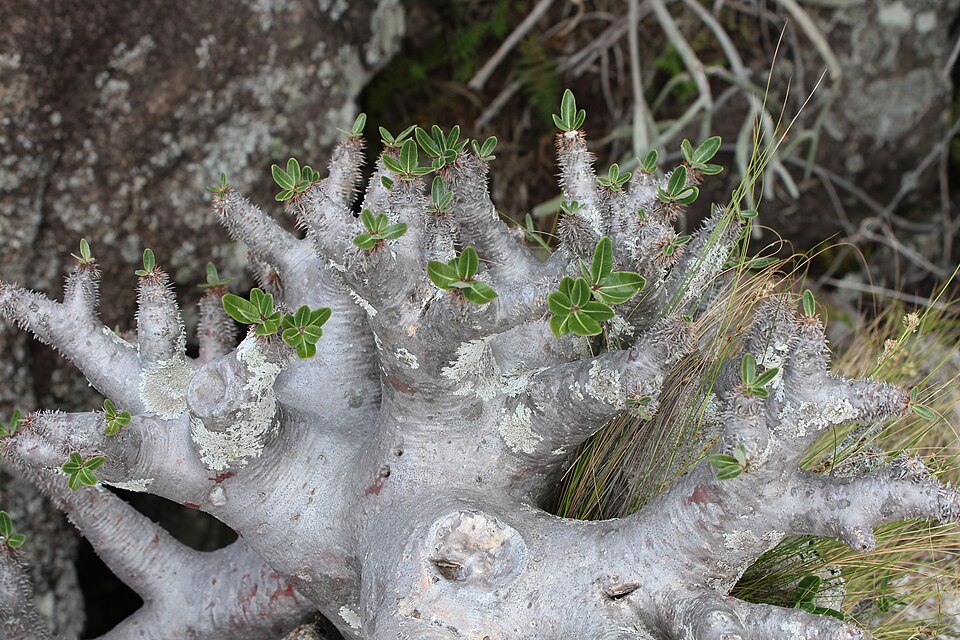 Pachypodium densiflorum（デンシフローラム）（デンシフローラム）の株姿。幹、葉、全体の形が分かる写真
