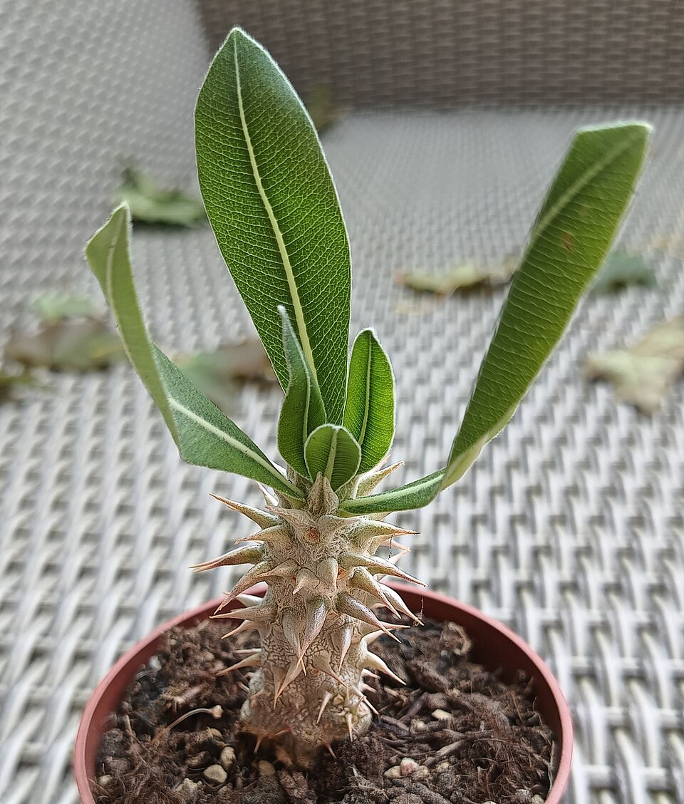 Pachypodium densiflorum（デンシフローラム）（デンシフローラム）の株姿。幹、葉、全体の形が分かる写真