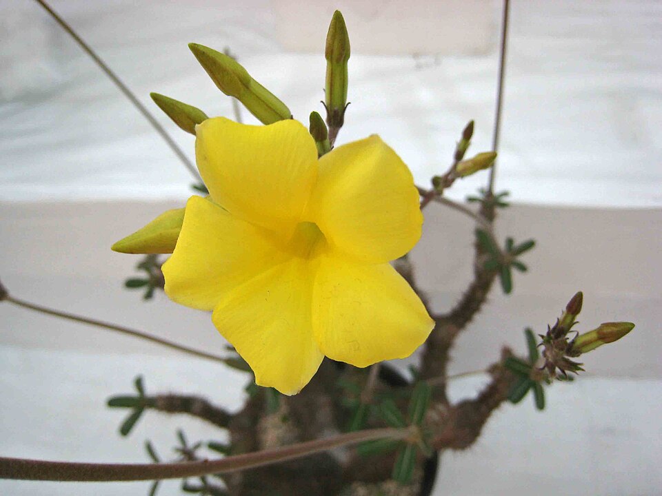 Pachypodium densiflorum（デンシフローラム）（デンシフローラム）の株姿。幹、葉、全体の形が分かる写真