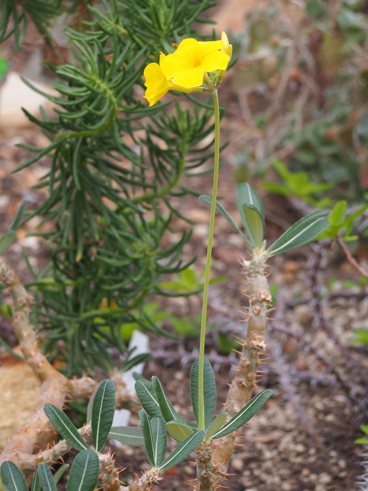 参考：P. rosulatum 表記の花と葉。マカイエンセの白い花喉を示す写真ではない