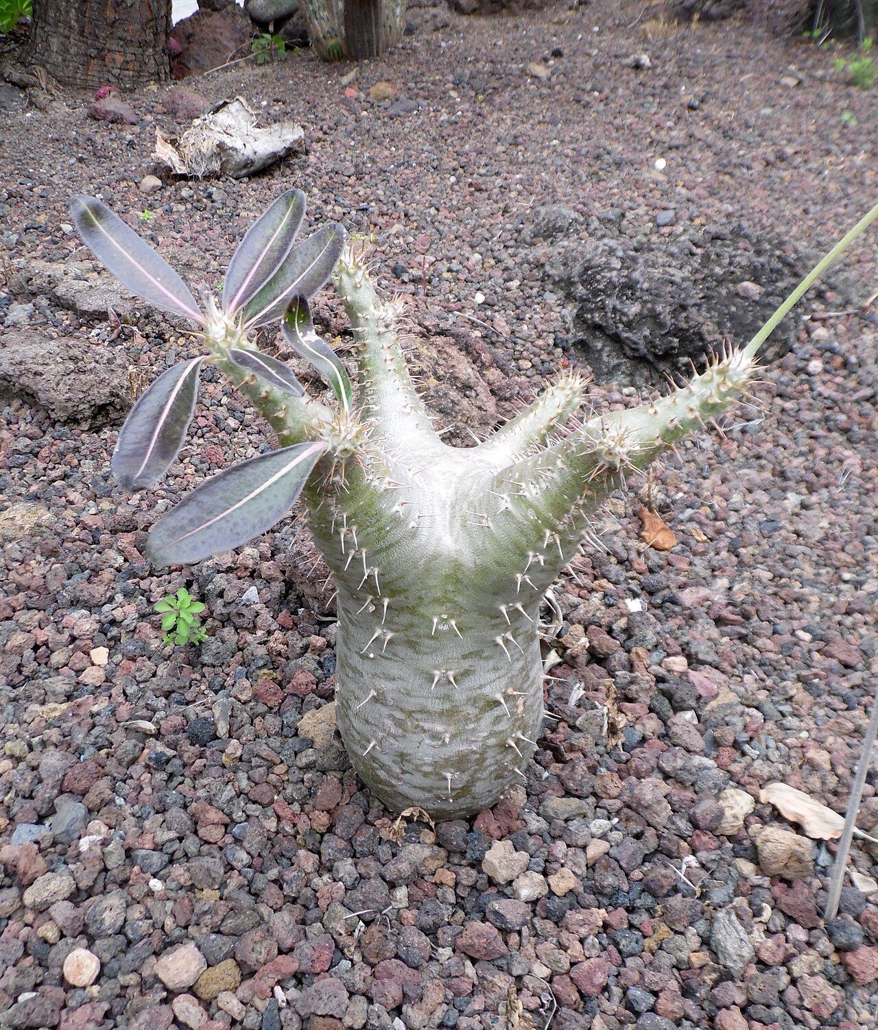 参考：カナリア諸島の植物園で撮影された P. rosulatum 表記の株。マカイエンセとしての同定は未確認