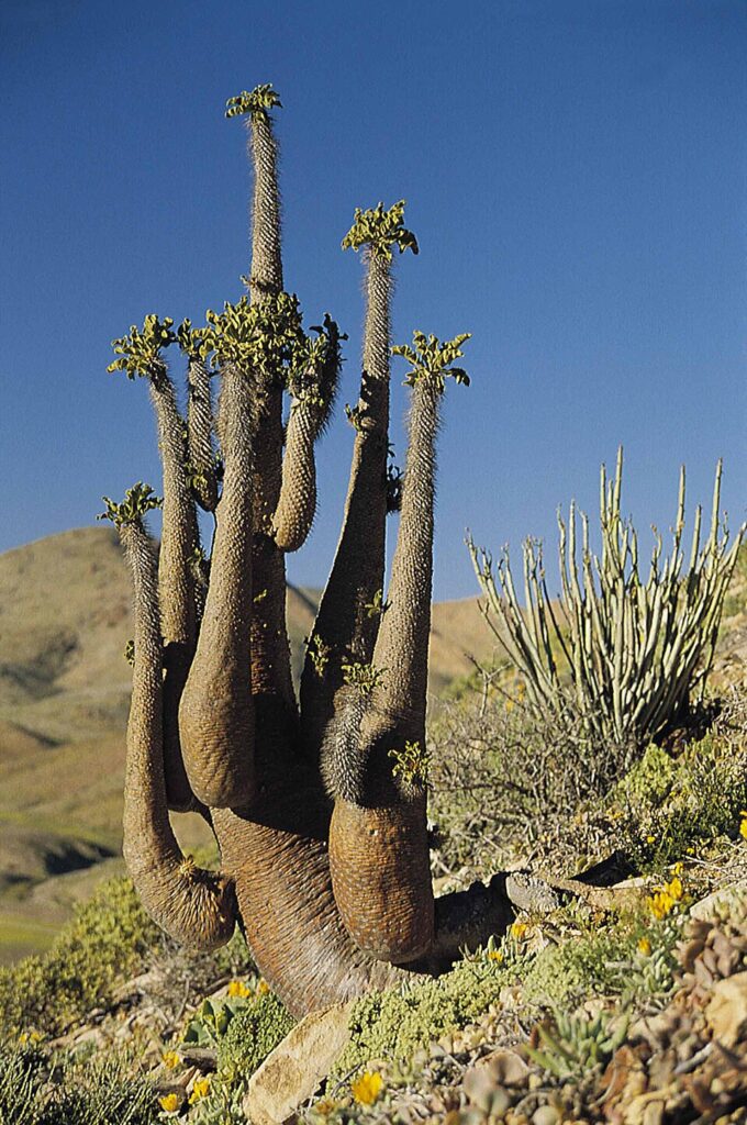 Pachypodium namaquanum（光堂）（光堂 / ナマクアナム）の株姿。幹、葉、全体の形が分かる写真