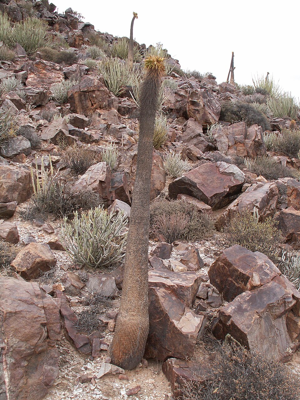 Pachypodium namaquanum（光堂）（光堂 / ナマクアナム）の株姿。幹、葉、全体の形が分かる写真
