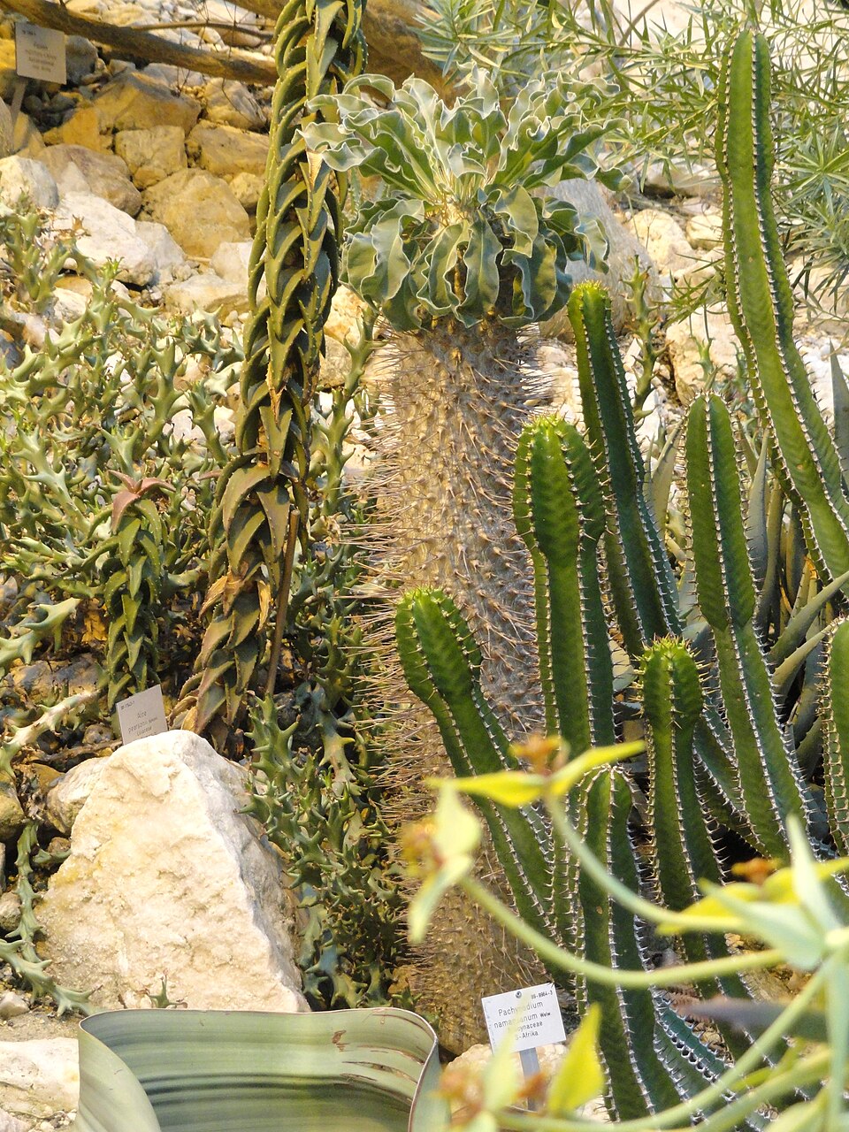 Pachypodium namaquanum（光堂）（光堂 / ナマクアナム）の株姿。幹、葉、全体の形が分かる写真