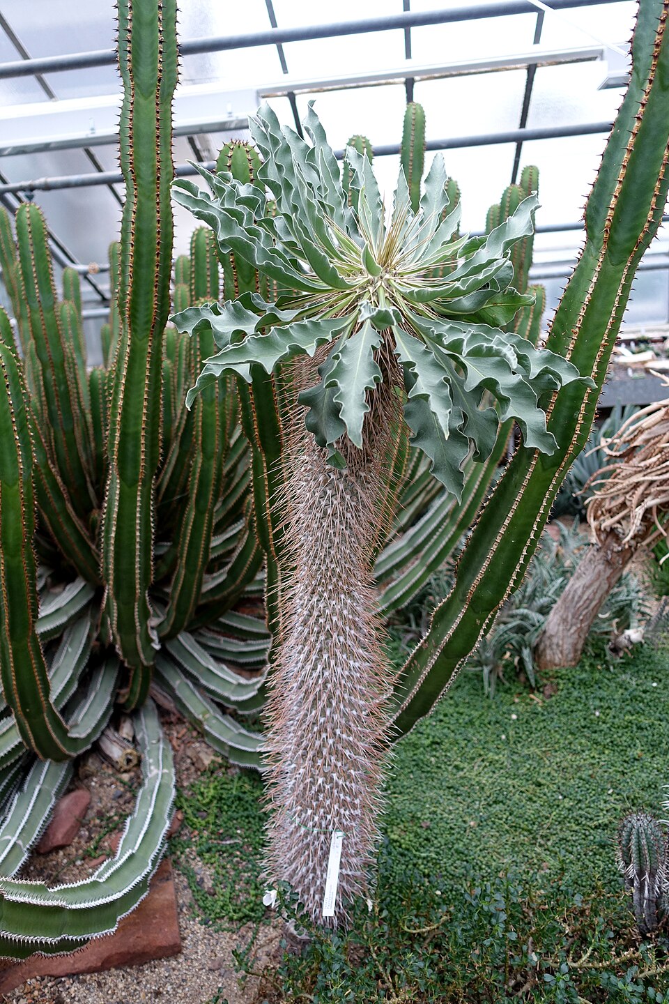 Pachypodium namaquanum（光堂）（光堂 / ナマクアナム）の株姿。幹、葉、全体の形が分かる写真