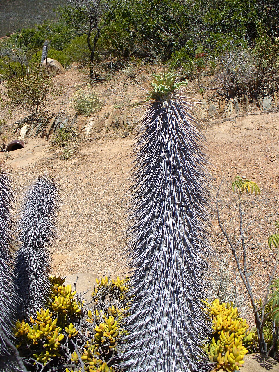 Pachypodium namaquanum（光堂）（光堂 / ナマクアナム）の株姿。幹、葉、全体の形が分かる写真