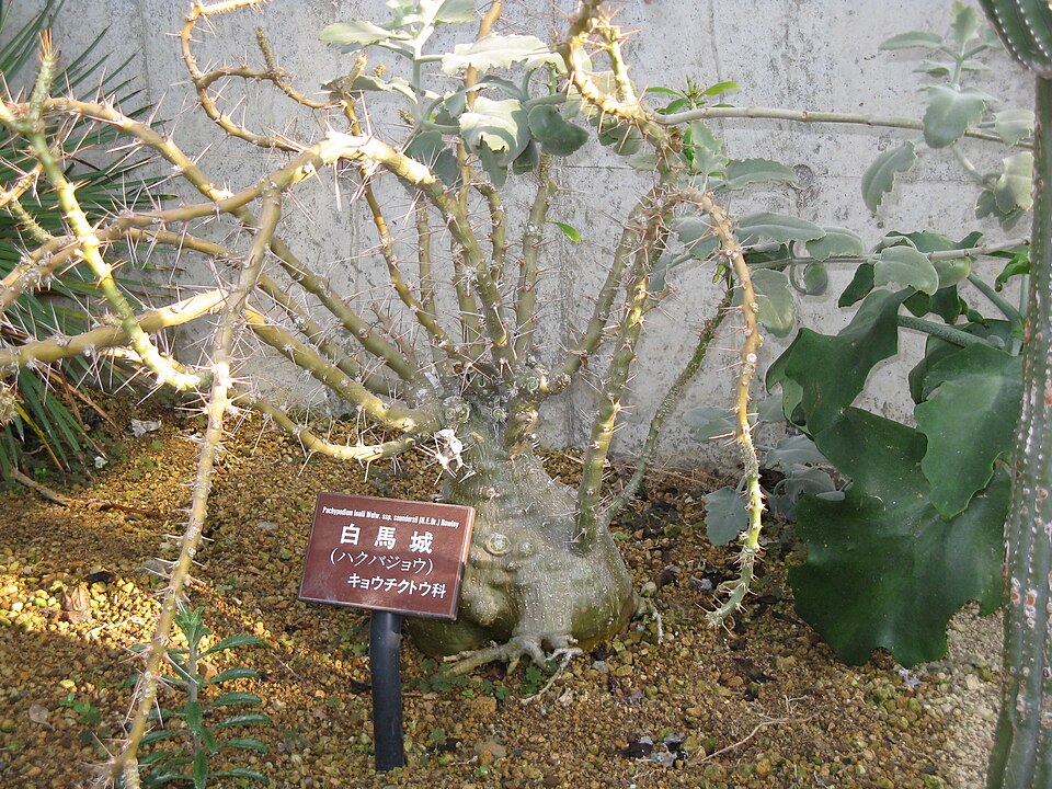 Pachypodium saundersii（サンデルシー）（サンデルシー / 白馬城）の株姿。幹、葉、全体の形が分かる写真
