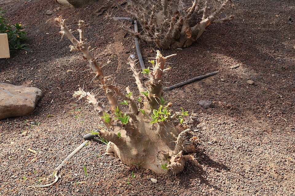 Pachypodium saundersii（サンデルシー）（サンデルシー / 白馬城）の株姿。幹、葉、全体の形が分かる写真