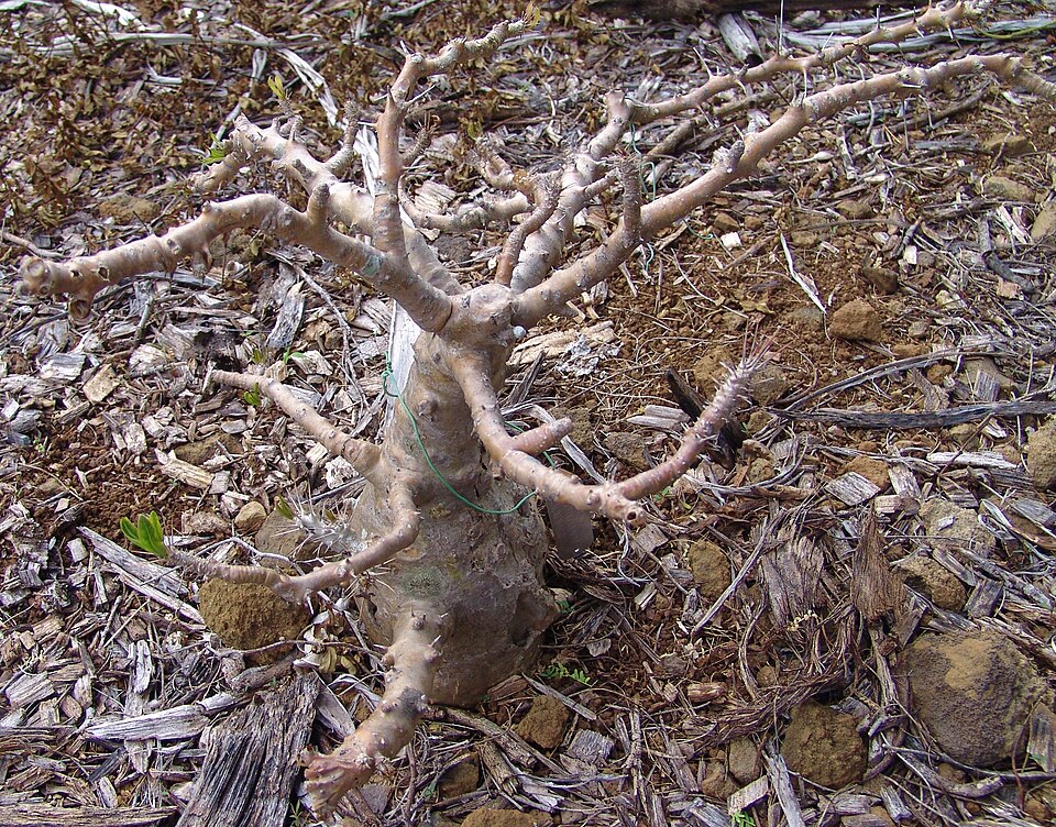 Pachypodium saundersii（サンデルシー）（サンデルシー / 白馬城）の株姿。幹、葉、全体の形が分かる写真