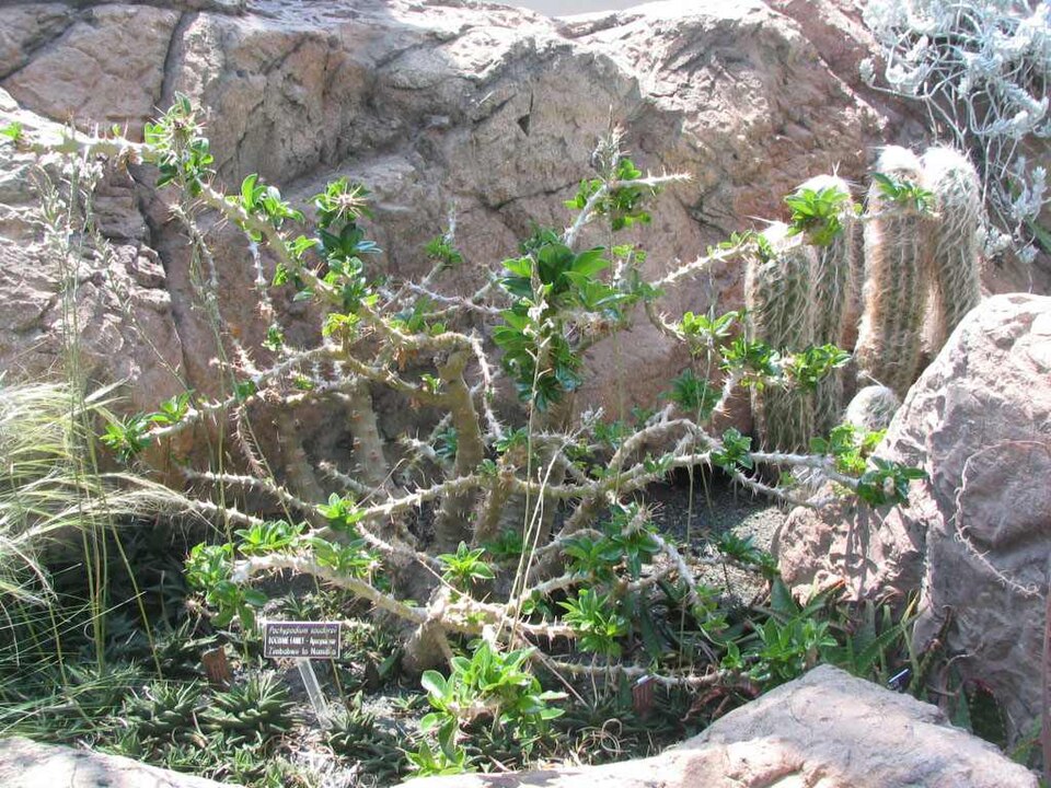 Pachypodium saundersii（サンデルシー）（サンデルシー / 白馬城）の株姿。幹、葉、全体の形が分かる写真