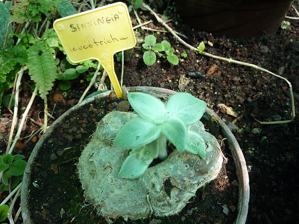 Sinningia leucotricha（断崖の女王）（断崖の女王）の株姿。幹、葉、全体の形が分かる写真