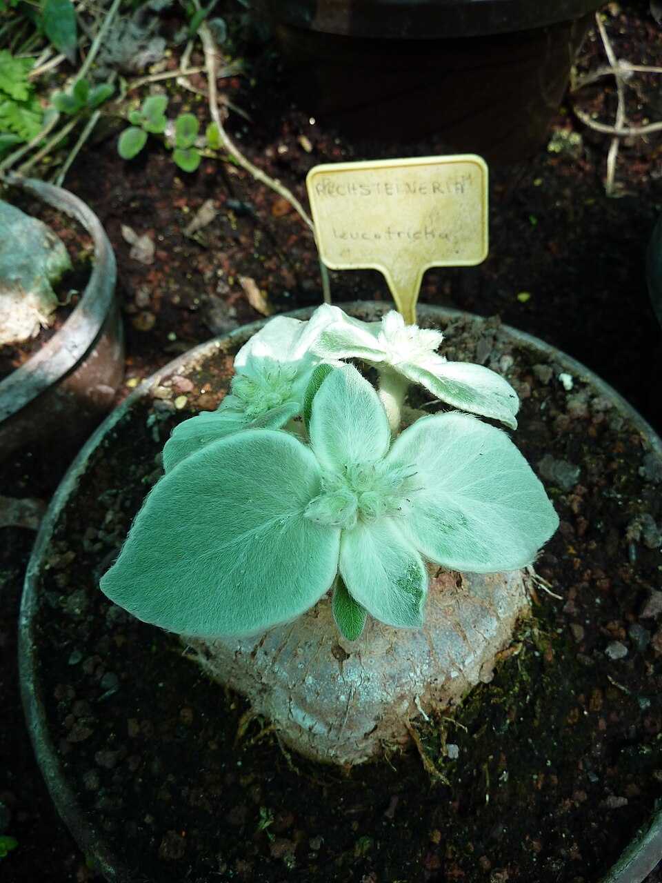 Sinningia leucotricha（断崖の女王）（断崖の女王）の株姿。幹、葉、全体の形が分かる写真