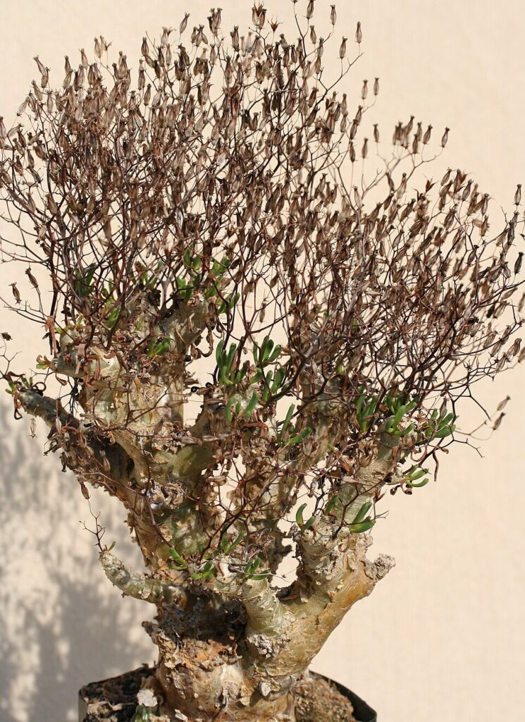 Tylecodon reticulatus（万物想）（万物想）の株姿。幹、葉、全体の形が分かる写真