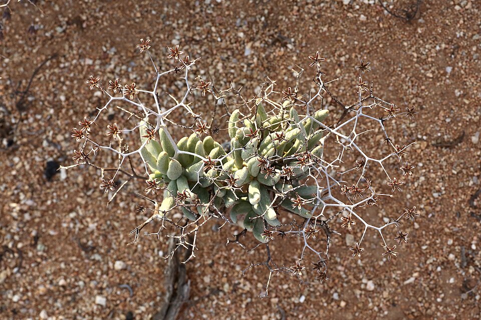 Tylecodon reticulatus（万物想）（万物想）の株姿。幹、葉、全体の形が分かる写真
