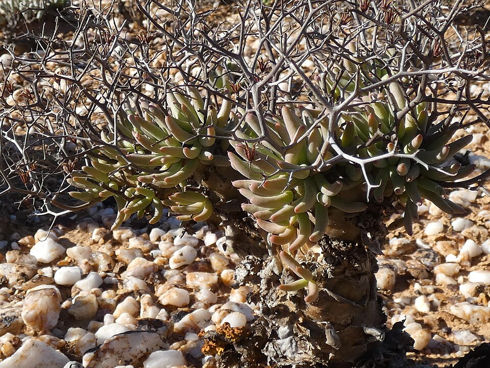 Tylecodon reticulatus（万物想）（万物想）の株姿。幹、葉、全体の形が分かる写真