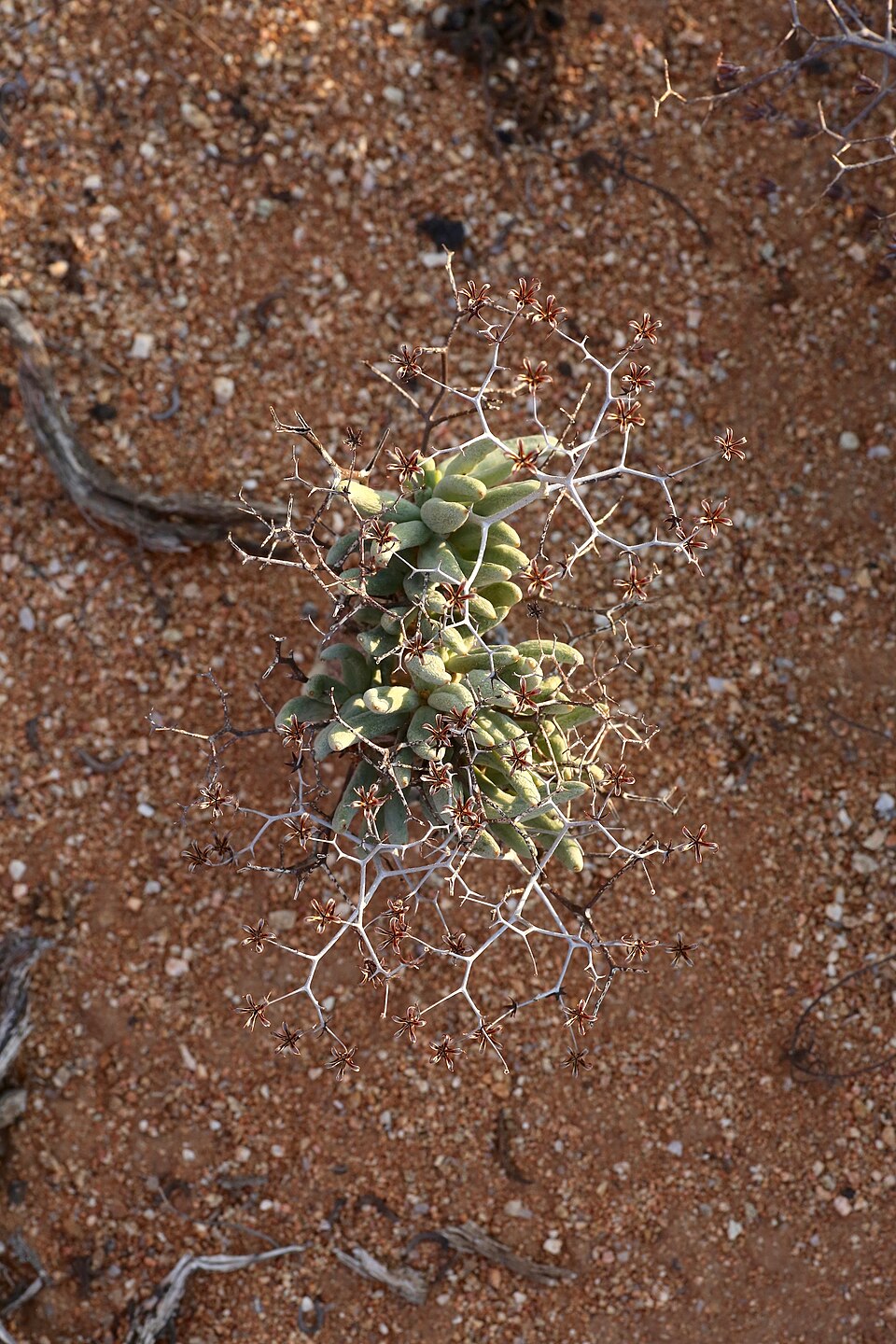 Tylecodon reticulatus（万物想）（万物想）の株姿。幹、葉、全体の形が分かる写真