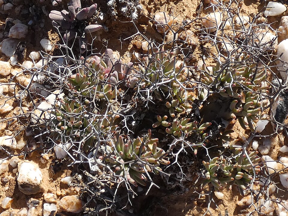 Tylecodon reticulatus（万物想）（万物想）の株姿。幹、葉、全体の形が分かる写真