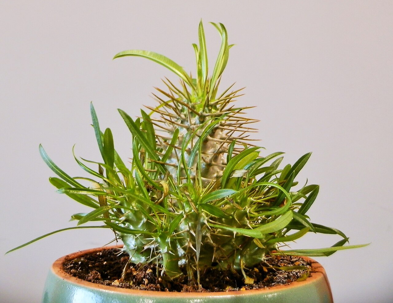 鉢植えのラメレイ。葉とトゲのある株姿の参考で、繁殖方法や鉢の中の根の状態は写真から確定できません