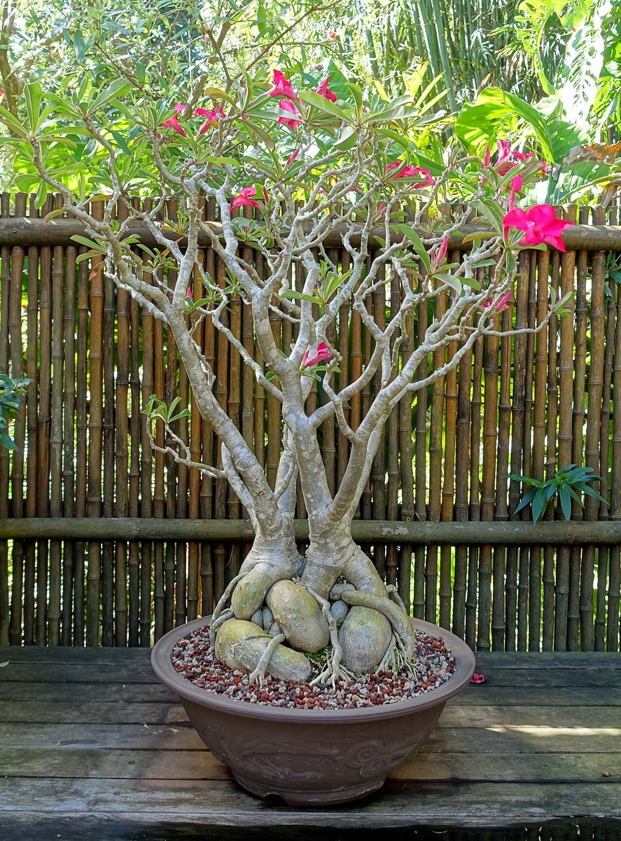 鉢植えのアデニウム・オベスム（砂漠のバラ）。塊根と枝、花が分かる株姿