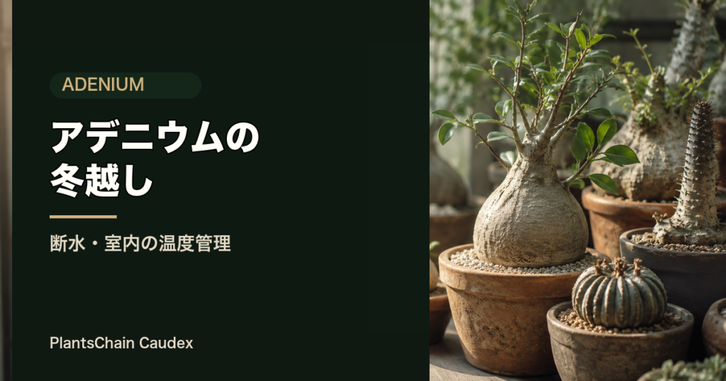 アデニウムの冬越し（断水・室内の温度管理）の記事アイキャッチ