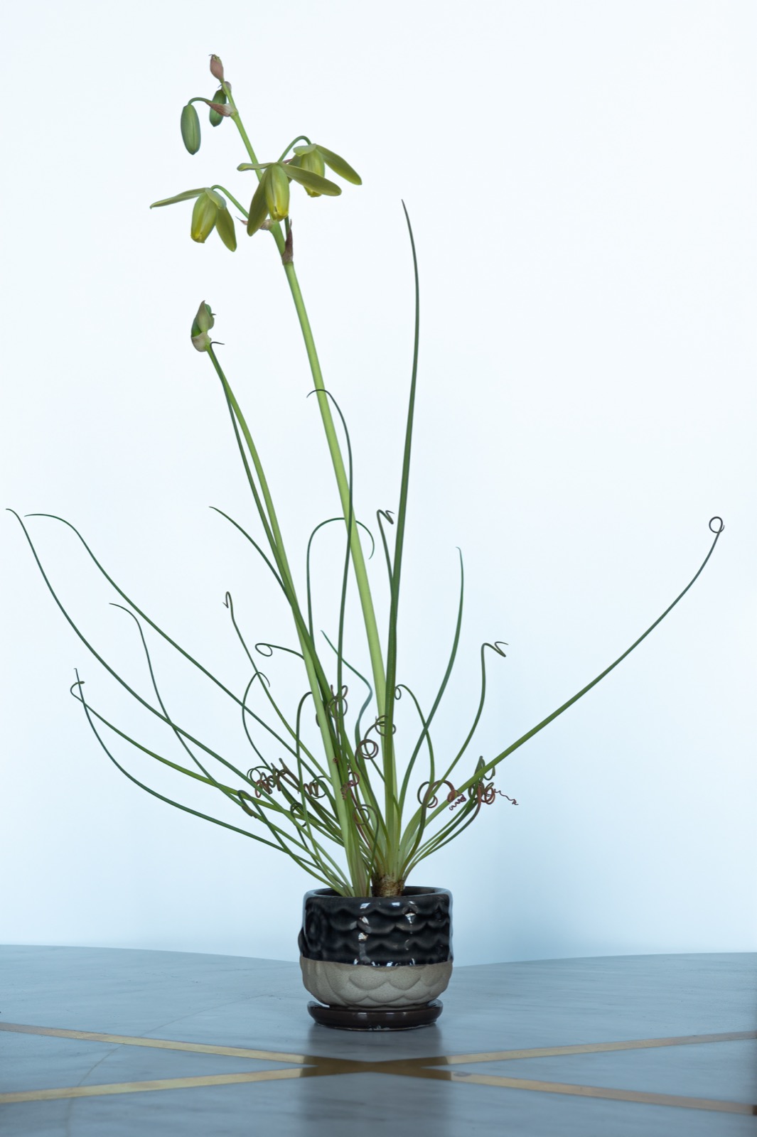 花茎を伸ばした鉢植えのアルブカ・スピラリス