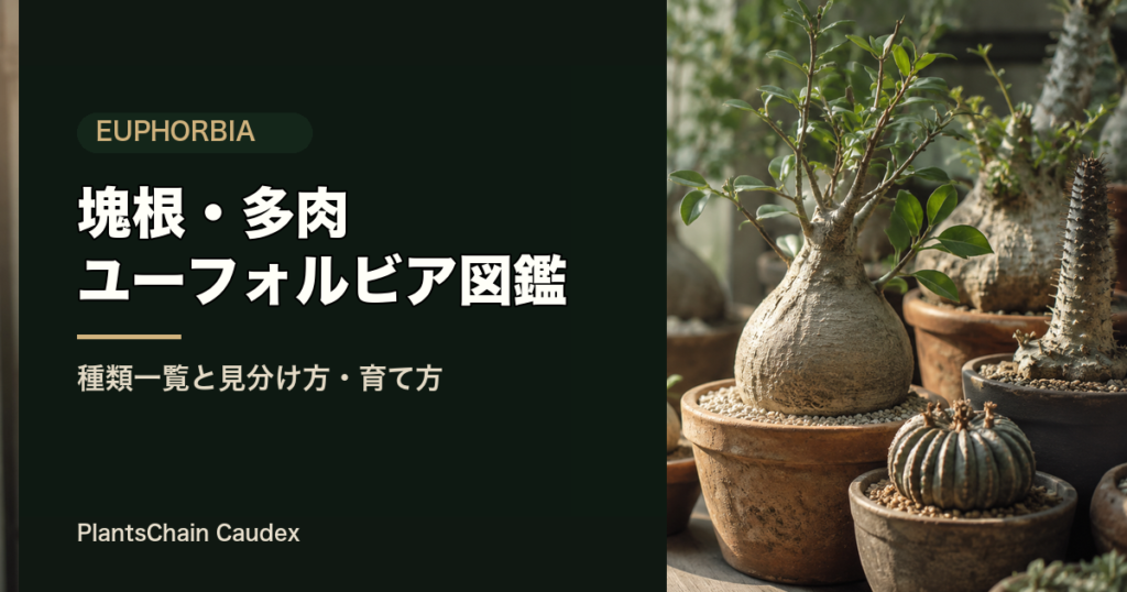 塊根・多肉ユーフォルビア図鑑（種類一覧と見分け方・育て方）の記事アイキャッチ