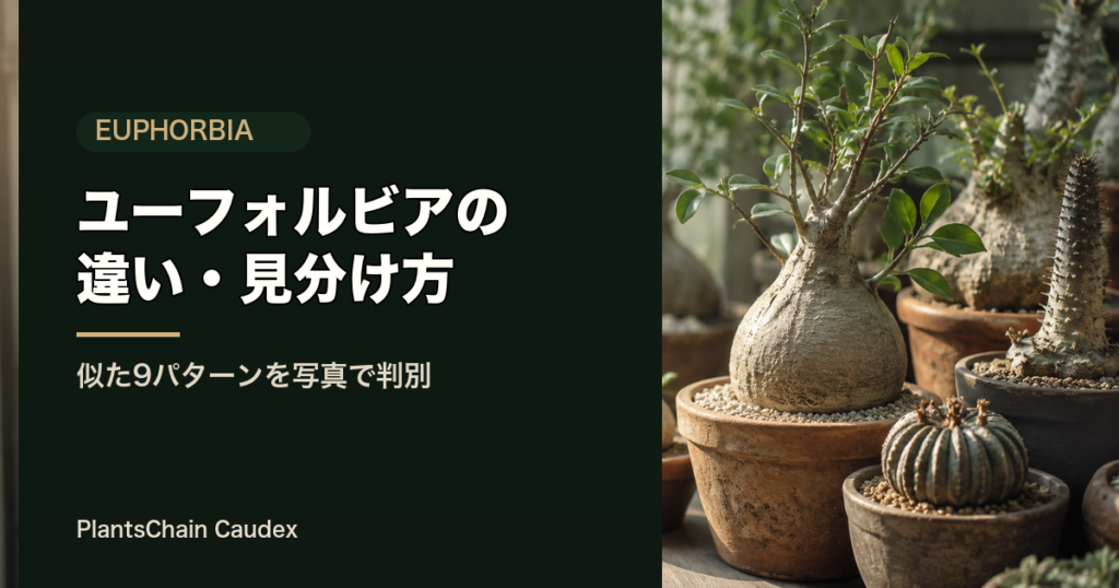 ユーフォルビアの違い・見分け方（似た多肉9パターンの判別）の記事アイキャッチ
