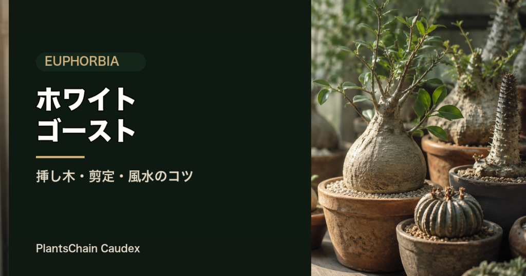 ユーフォルビア・ホワイトゴースト（挿し木・剪定・風水）の記事アイキャッチ