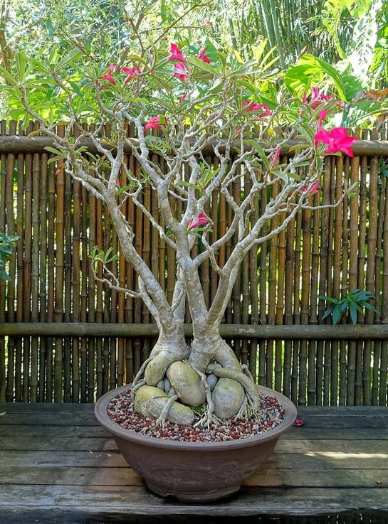 葉と花を付けた鉢植えのオベスム。撮影時の外観を示す一例