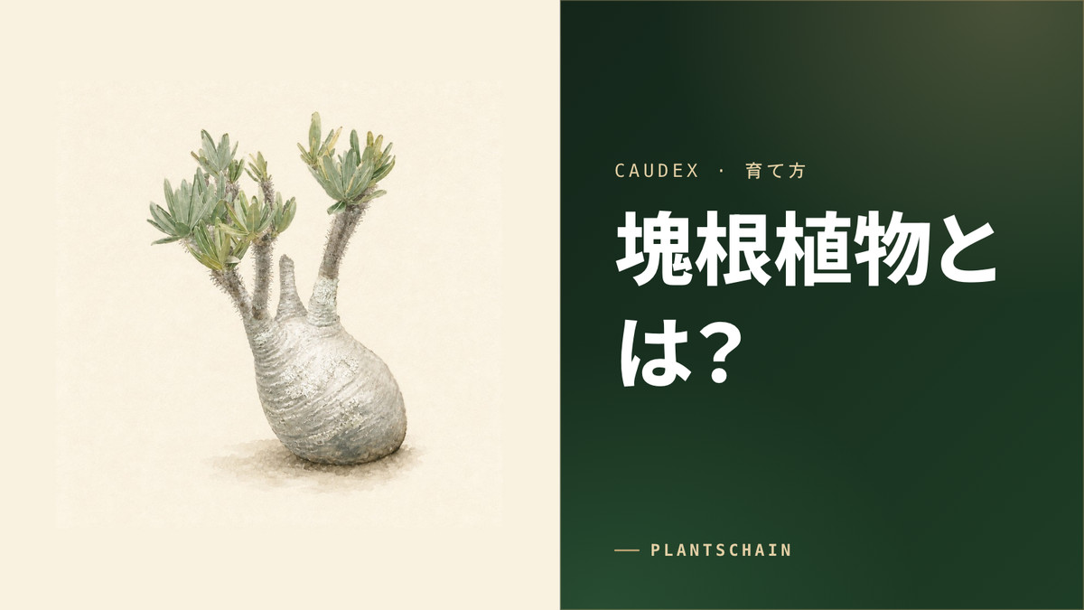 塊根植物の水彩イラスト（生成イラスト・実在個体の写真ではありません）