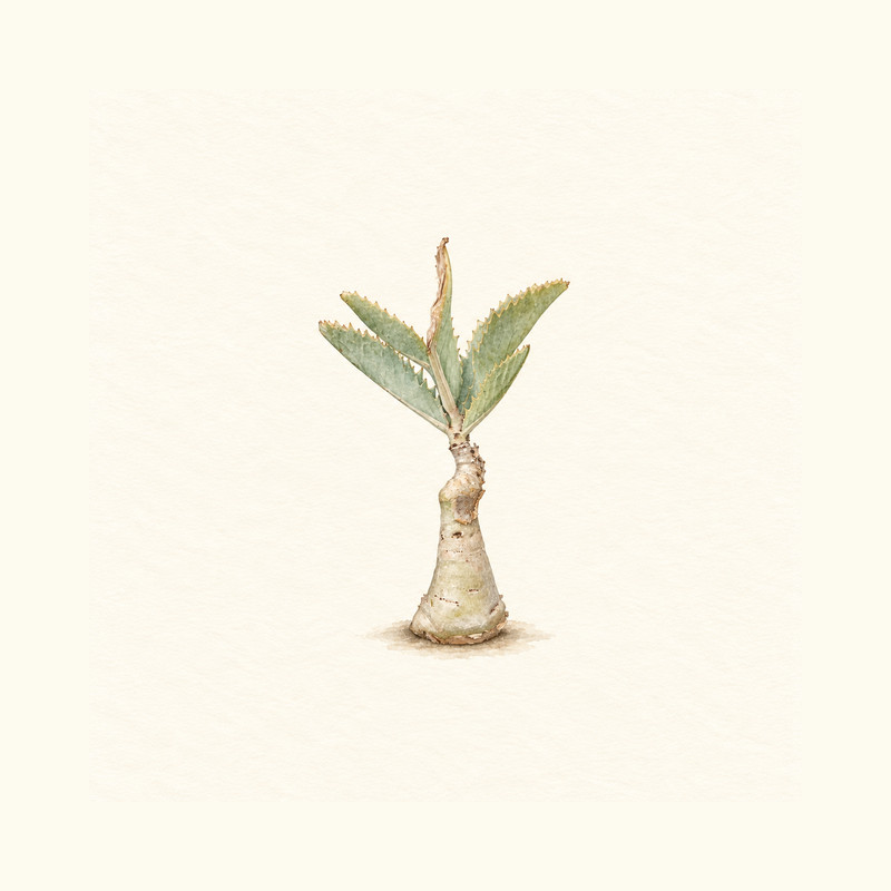 キフォステンマ・ユッタエの水彩イラスト（生成イラスト・実在個体の写真ではありません）